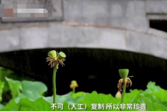 怒了！南京玄武湖并蒂蓮被游客摘下是怎么回事？(圖3)