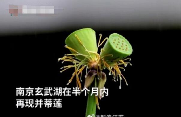 怒了！南京玄武湖并蒂蓮被游客摘下是怎么回事？(圖2)