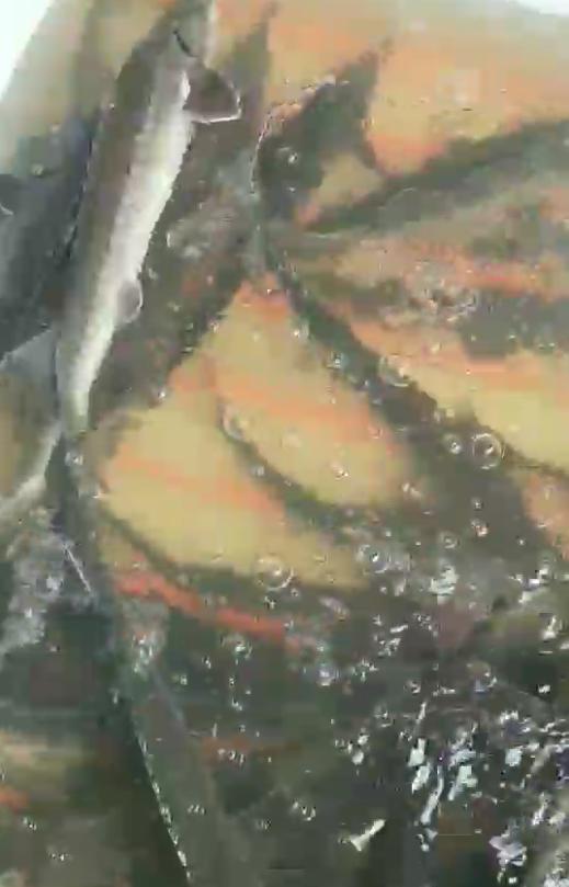暴雨過后，上千萬斤養殖大型鱘魚從甘肅流入廣元…(圖2)