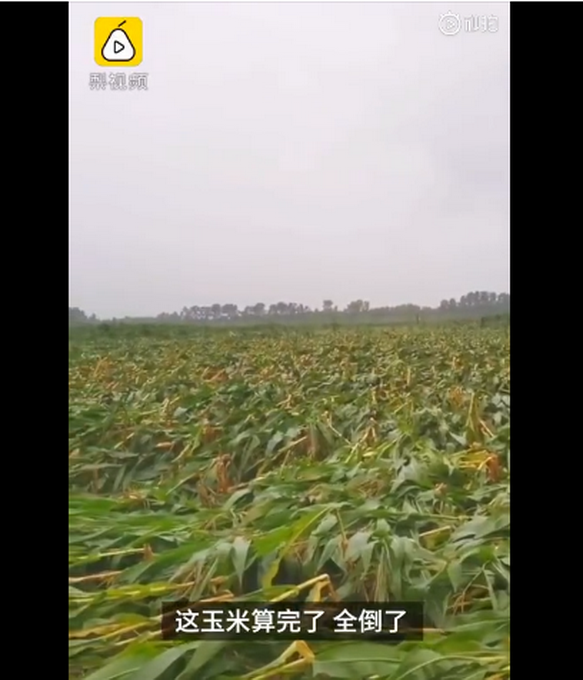 臺風(fēng)“美莎克”致吉林玉米大面積倒伏，像棉被一樣鋪在地上，減產(chǎn)已成定局(圖1)