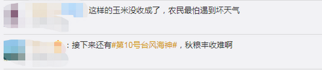 臺風(fēng)“美莎克”致吉林玉米大面積倒伏，像棉被一樣鋪在地上，減產(chǎn)已成定局(圖5)