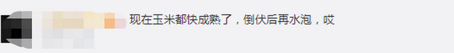 臺風(fēng)“美莎克”致吉林玉米大面積倒伏，像棉被一樣鋪在地上，減產(chǎn)已成定局(圖3)